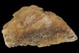 Polished Agatized Fossil Coral - Florida #188173-1